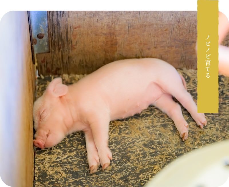 ノビノビ育てる